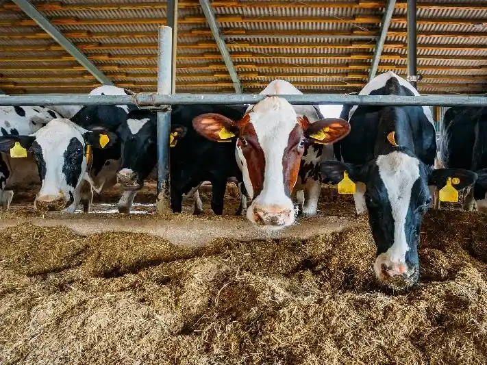 La nutrición animal de precisión busca potenciar la rentabilidad de los rodeos en Tandil