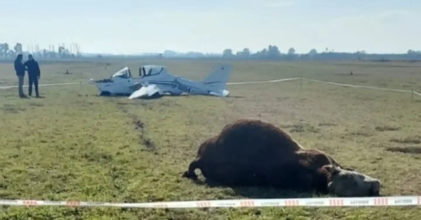 Una avioneta chocó con un toro durante un aterrizaje y los pilotos se salvaron de milagro