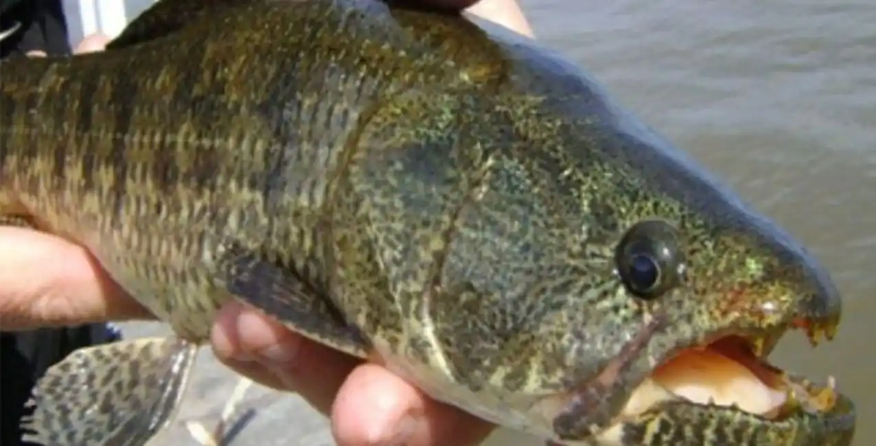 Córdoba: un niño de cinco años fue mordido por una tararira