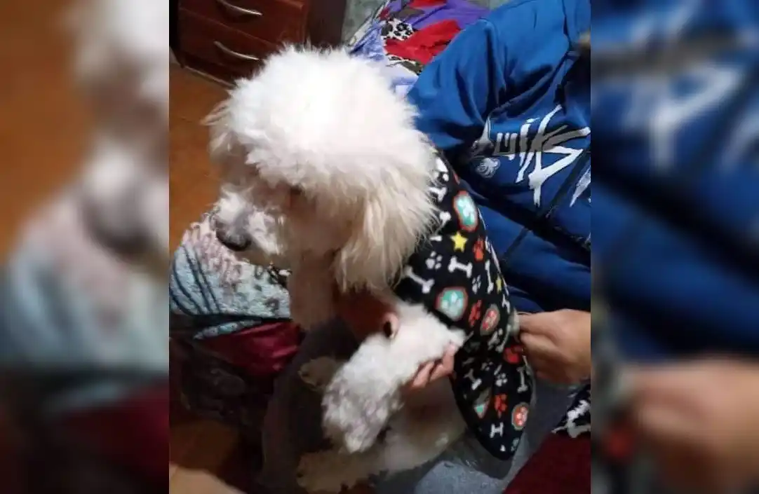 Perro perdido