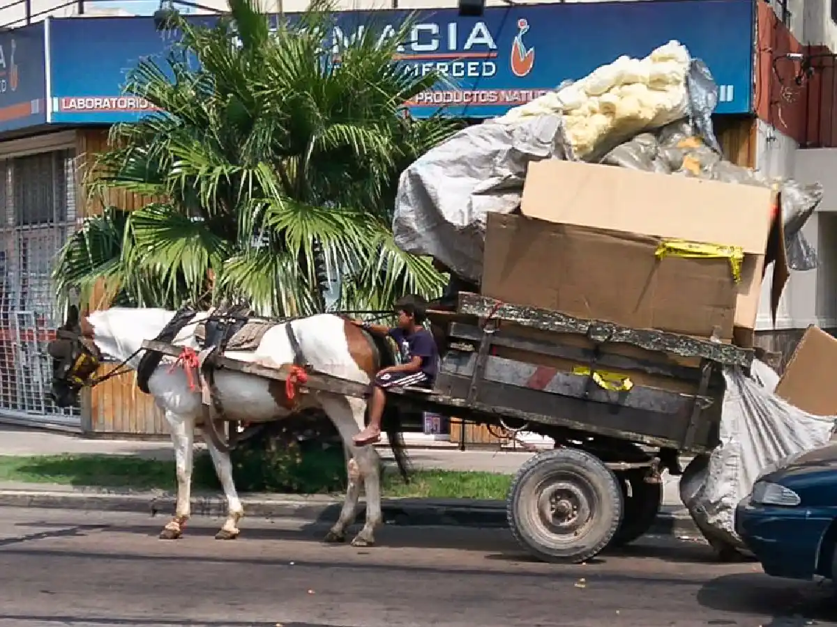 Erradicar la tracción a sangre y reconvertir las jineteadas, los desafíos que los proteccionistas llevan al Congreso