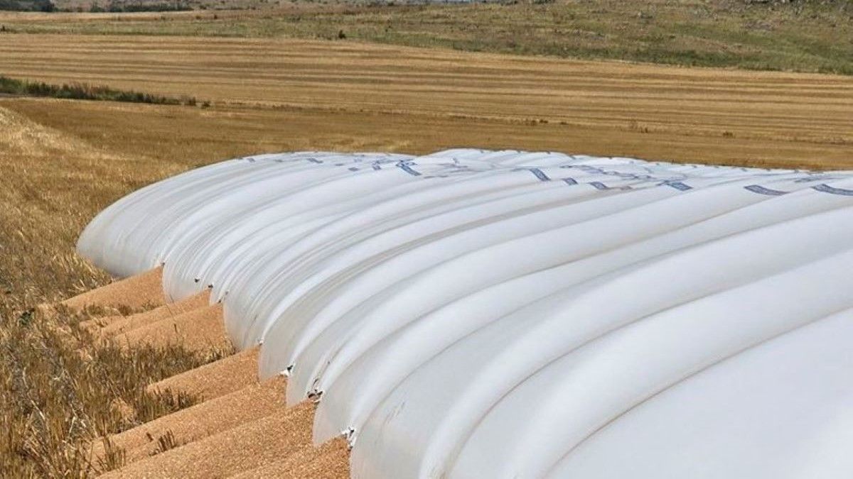 Tandil: jabalíes atacaron un silobolsa con 240.000 kilos de trigo