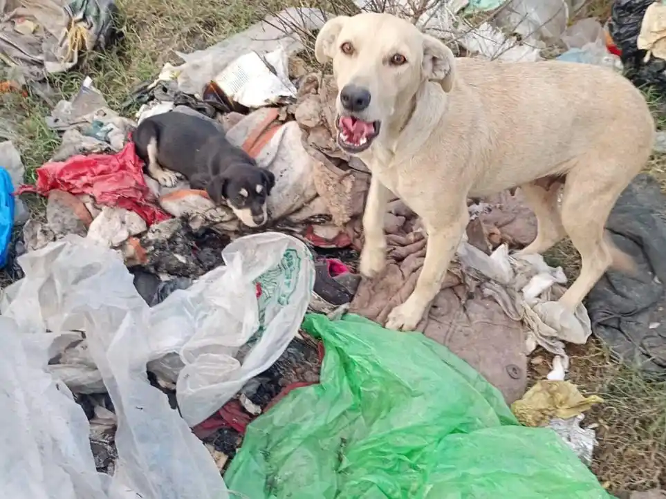 “Seamos Manada”: un trabajo silencioso que rescata animales y protege a la comunidad