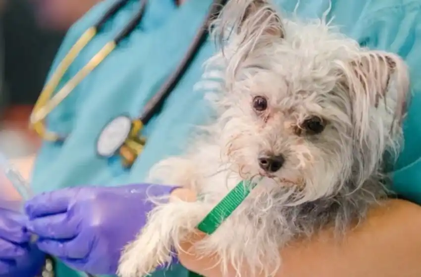 Madariaga: Bromatología intensifica la campaña de castración gratuita de perros y gatos