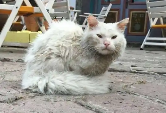 Alerta por brucelosis en felinos por primera vez en Argentina