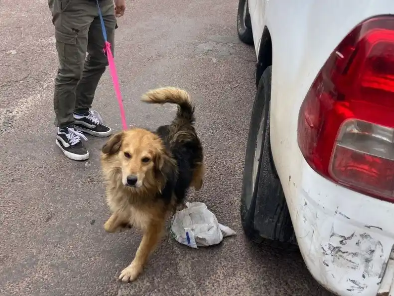 Encontraron a un perro robado días atrás.