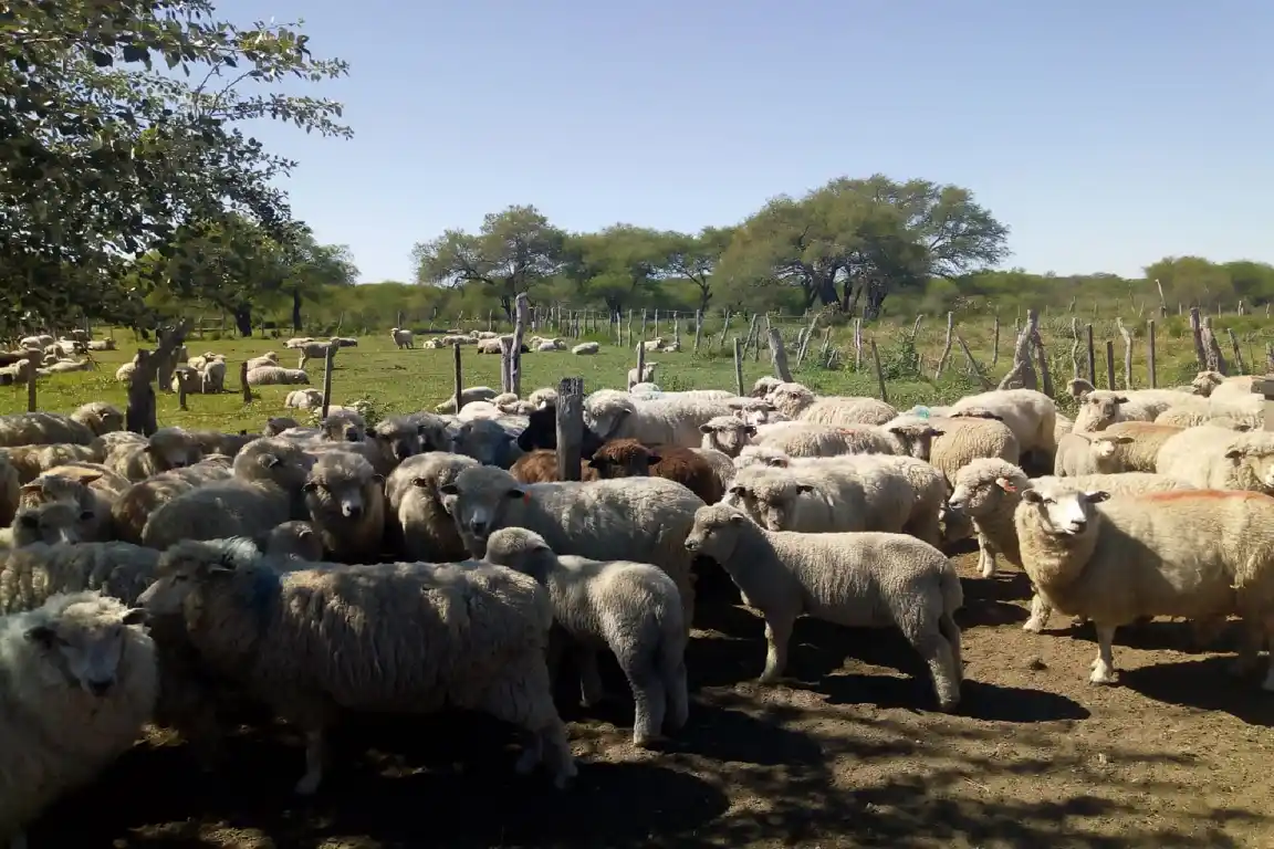 Entre Ríos vuelve a exportar carne ovina a Medio Oriente tras casi dos décadas