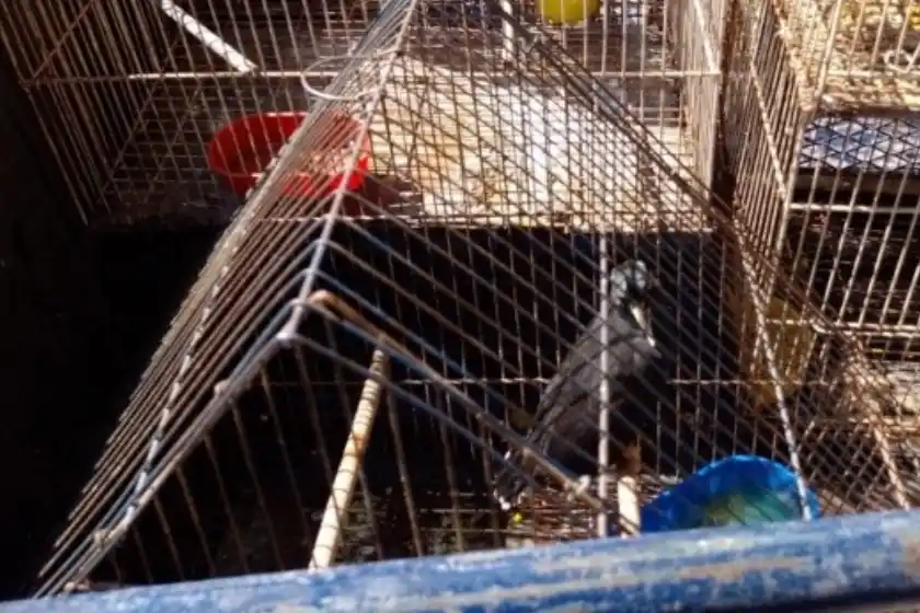 Zona sur: rescataron animales en mal estado de salud de una vivienda