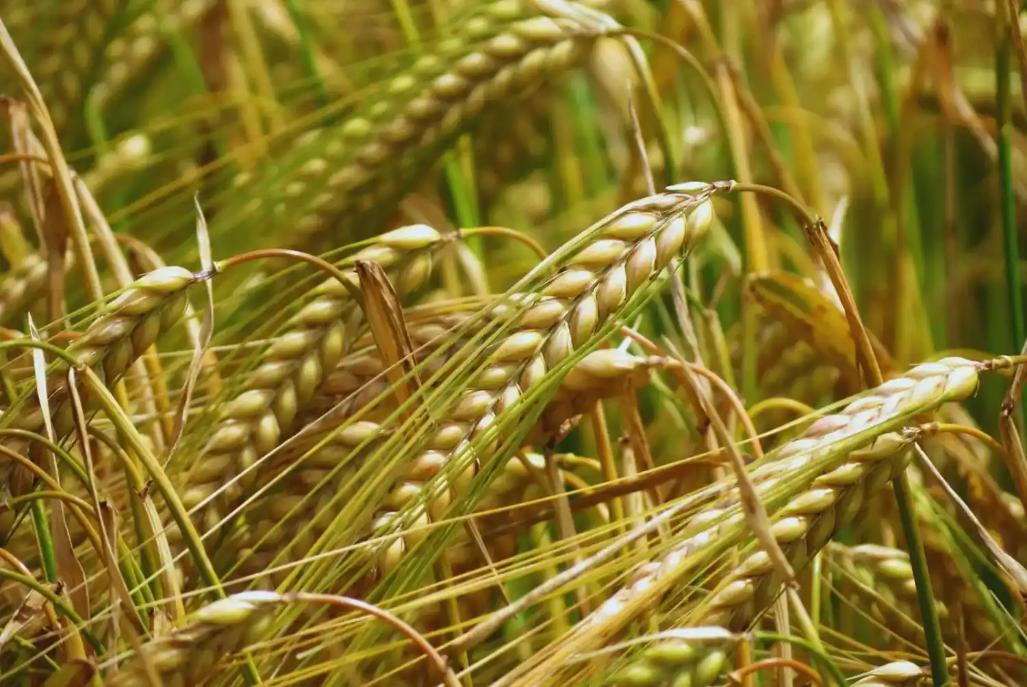 cebada-inta-bordenave