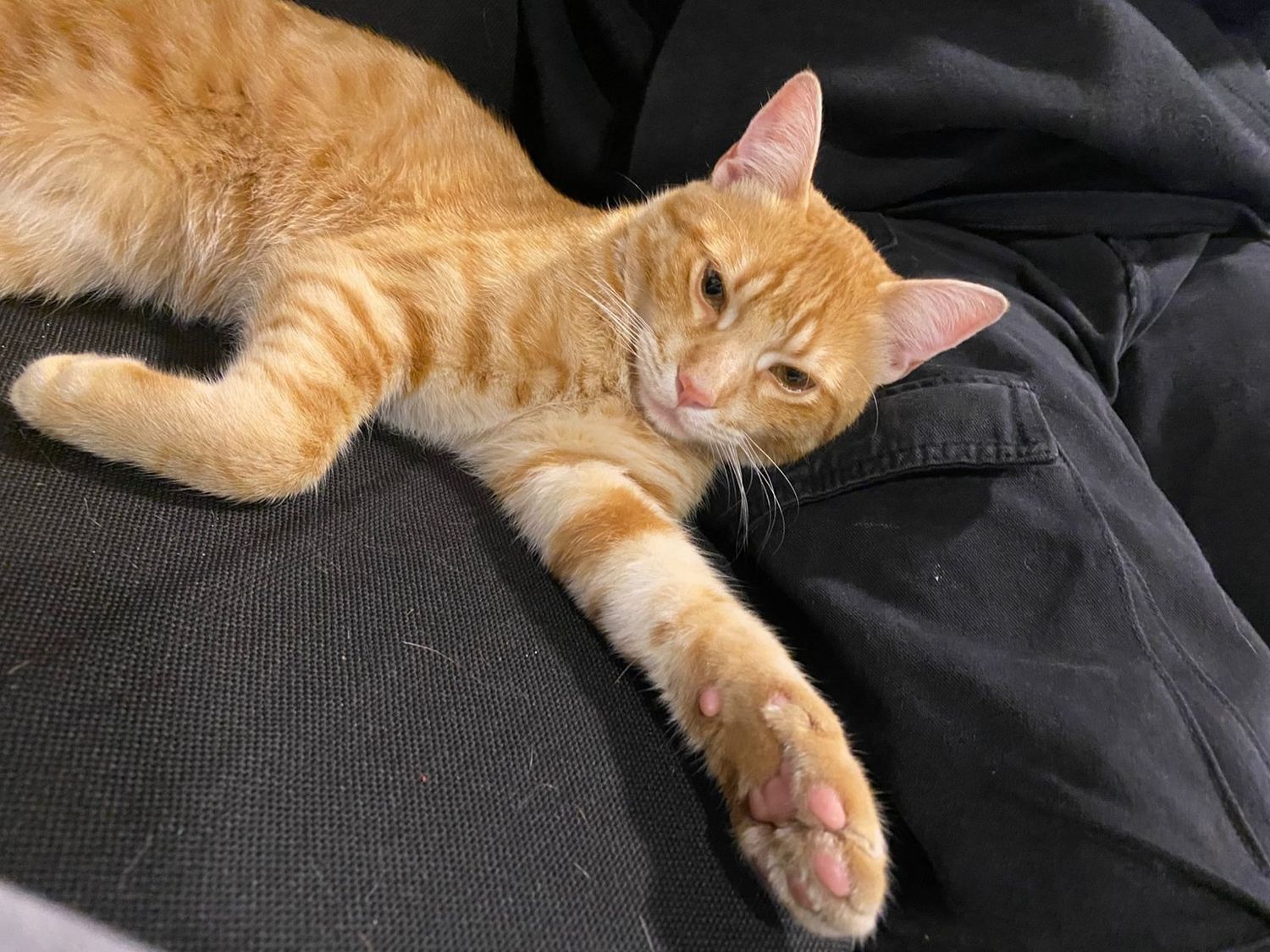 Buscan al pequeño Roni