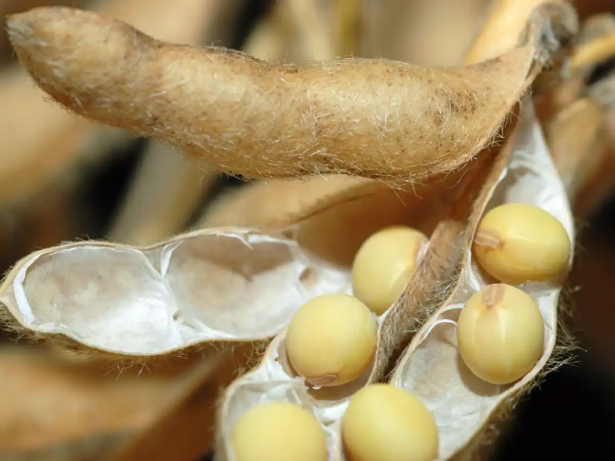 Por miedo al coronavirus caen  los futuros de soja, maíz y trigo  