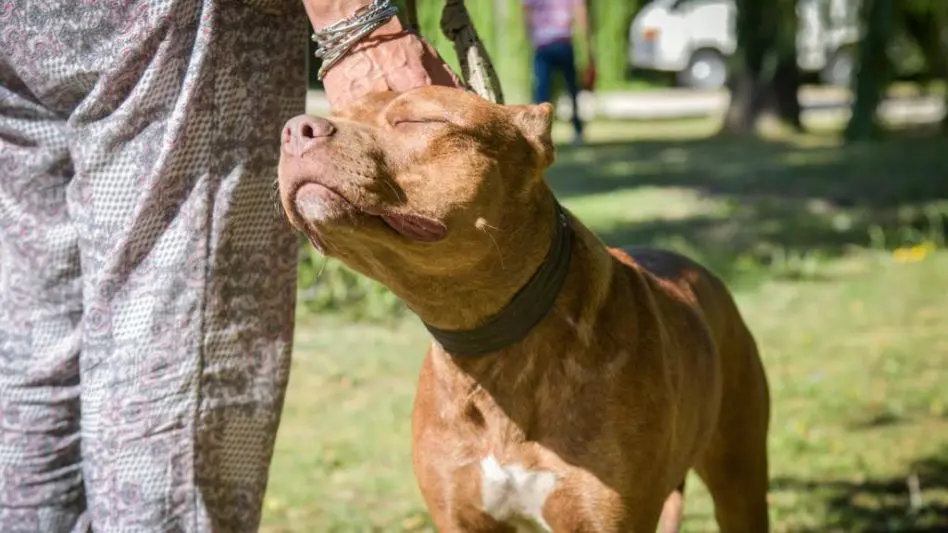 Los quirófanos móviles para animales recorren 3 barrios de la ciudad