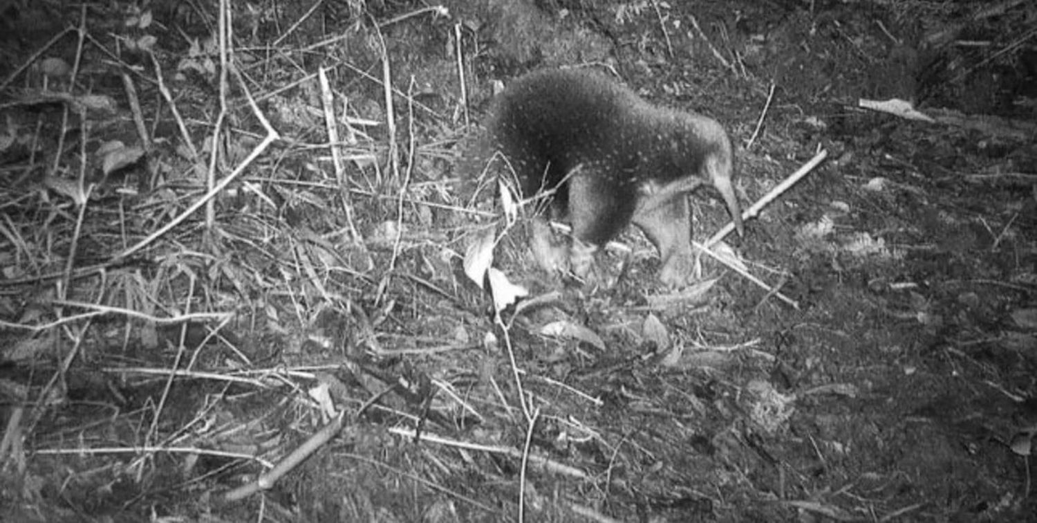 Tiene espinas como los erizos, el hocico como el de un oso hormiguero y los pies de un topo. Por su apariencia híbrida, comparte nombre con la criatura mítica griega que es medio humana y medio serpiente