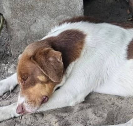 "Política K berreta": La reacción de Davico al reclamo por el desalojo de animales en Parque del Sol