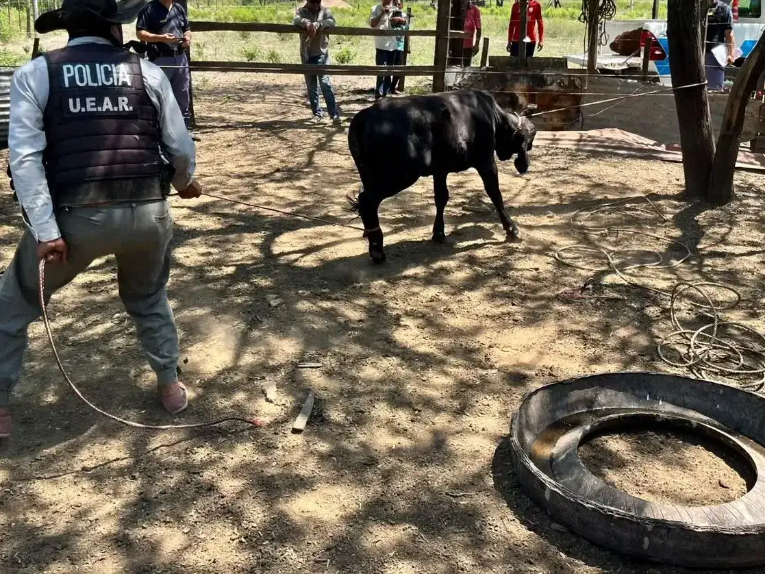 Efectivos de la UEAR de la Policía de Formosa realizan el procedimiento de recuperación de vacunos robados en un campo de General Belgrano, asegurando a uno de los animales recuperados durante el operativo contra el abigeato en la zona rural.