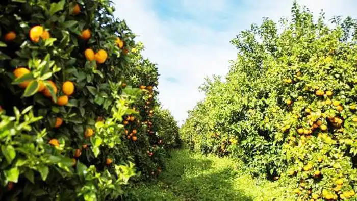 Orri, la mandarina «premium» que solo se cultiva en España