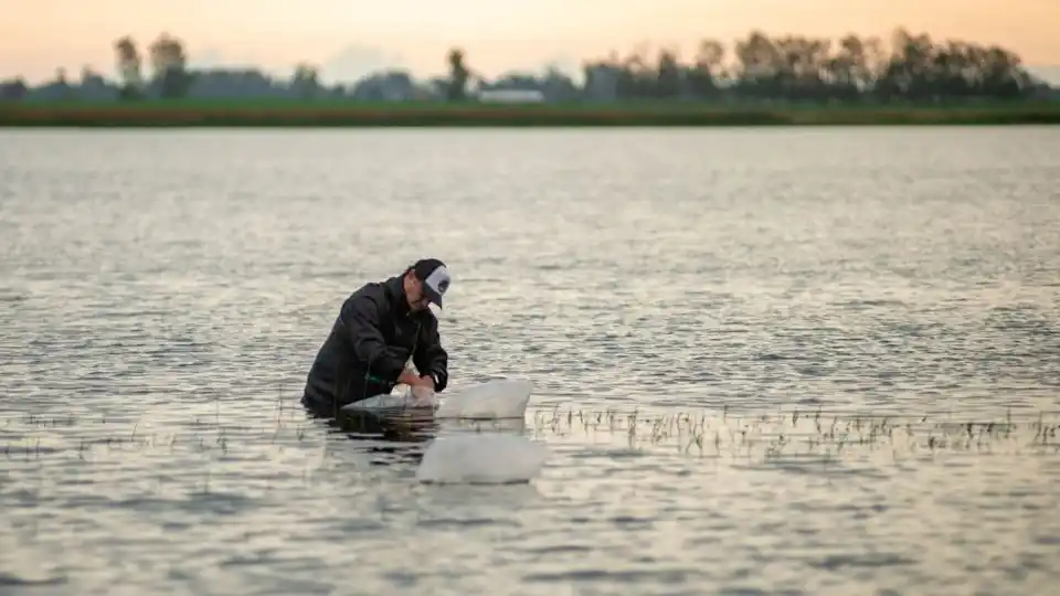 La Estación Hidrobiológica de Chascomús, clave en la recuperación del pejerrey en lagunas bonaerenses