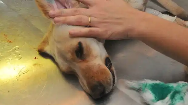 Veterinaria Municipal realizó 1000 castraciones en cuatro meses de trabajo