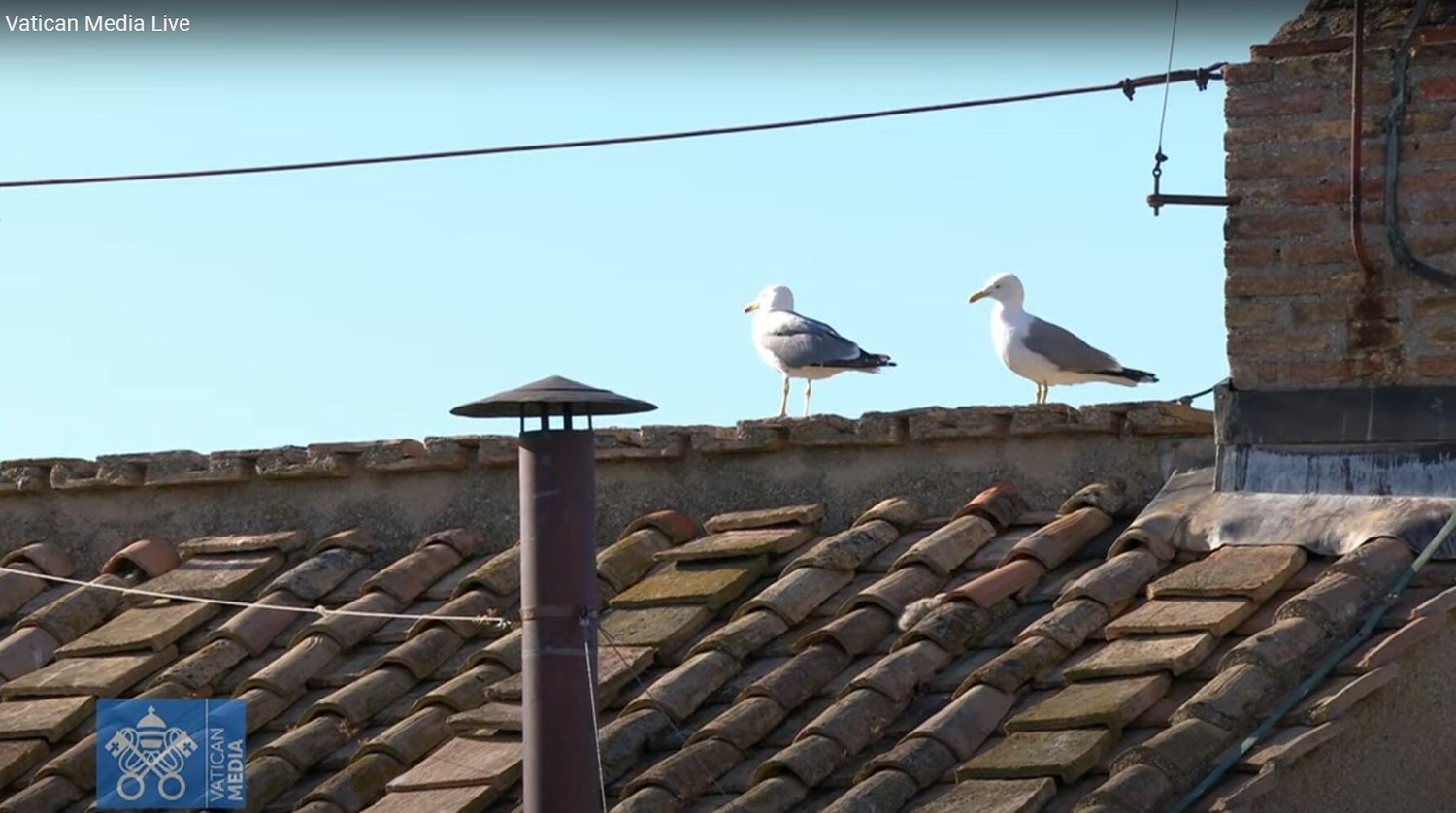 gaviota en la fumata - 1
