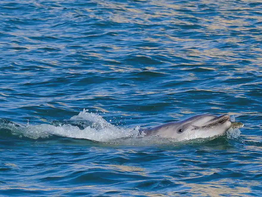 Los delfines se destacan por poseer uno de los cerebros más grandes del reino animal.