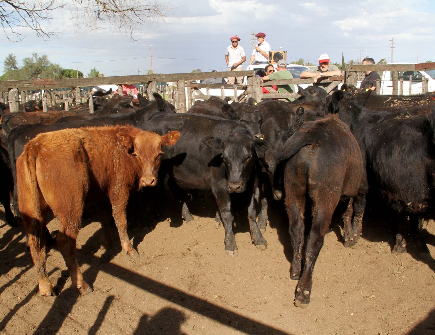 La Agrícola Ganadera vuelve a la feria de Tres Arroyos