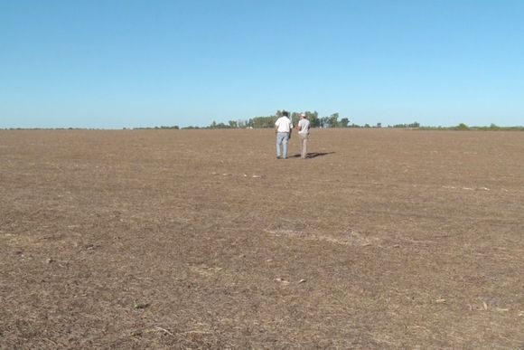 Revelan que el 20% de los productores elige cultivos de servicio