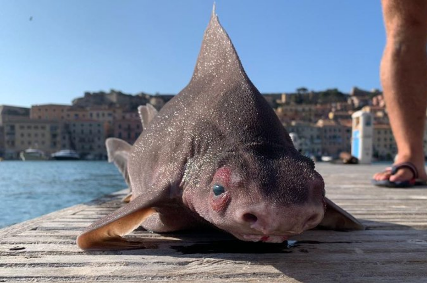 Encontraron un extraño pez con cuerpo de tiburón y cabeza de cerdo