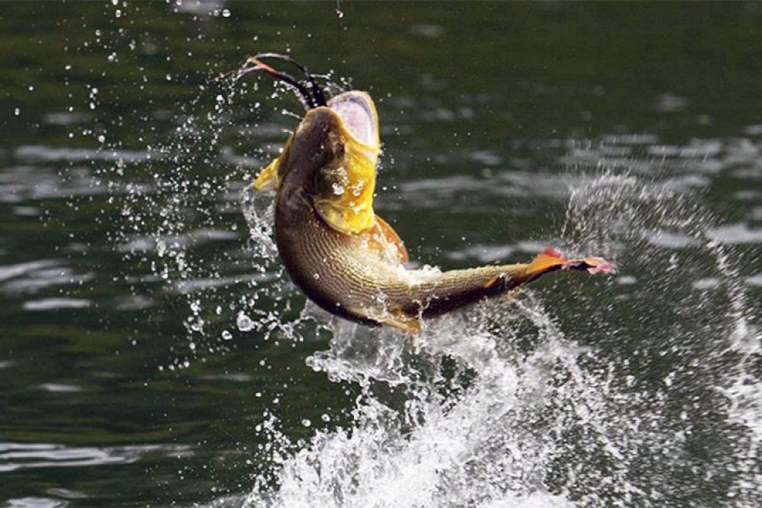 Por la creciente, se produjo una “extraordinaria” concentración de peces en Corrientes y prohibieron la pesca