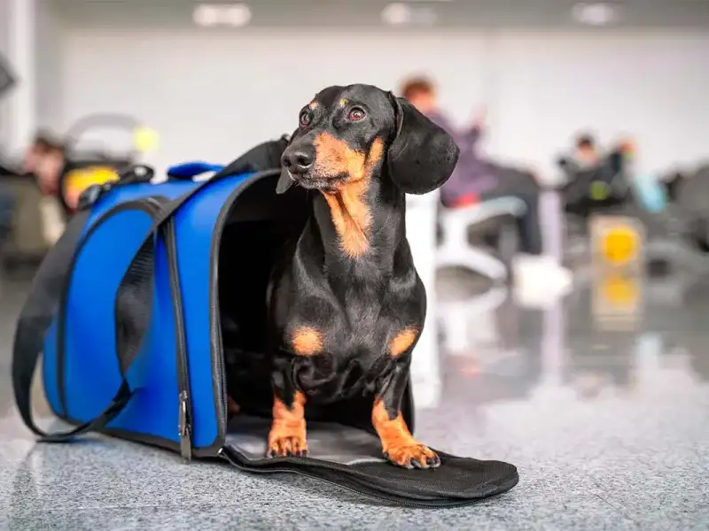 Las mascotas podrán viajar en micros y trenes de larga distancia.