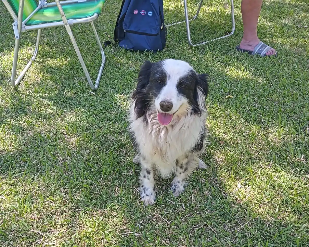 Perrita sola en el Paseo