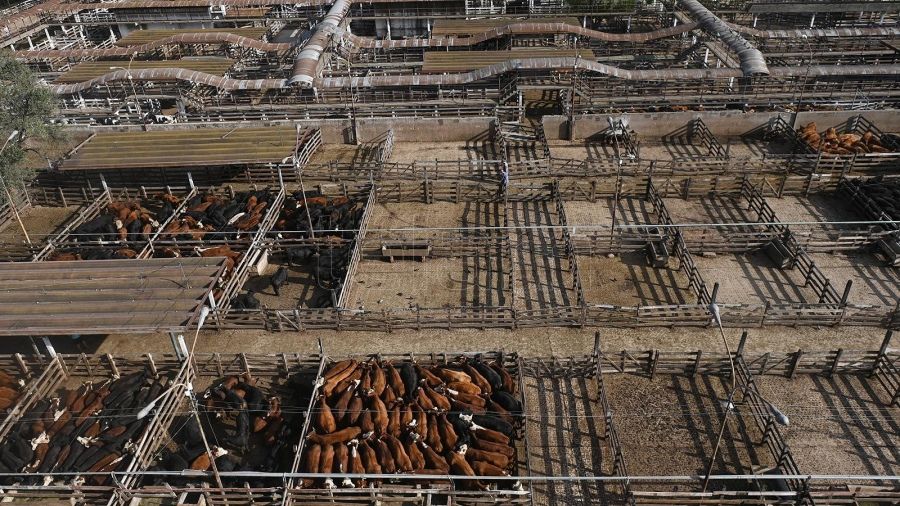 Mercado de Liniers: ahora las vaquitas serán ajenas