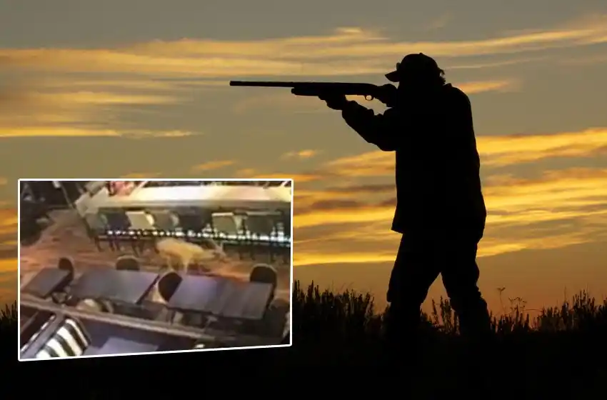 El ciervo que se vio en Pichincha pudo haberse escapado en la región