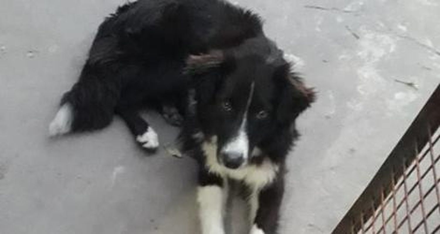 Su dueña la busca