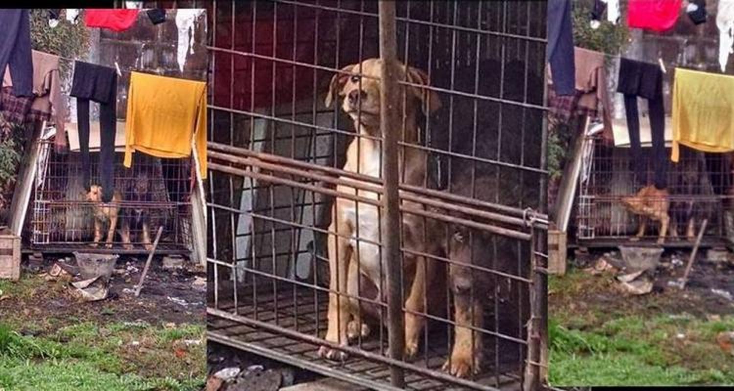 Otra vez, acusan a chinos de consumir carne de perro
