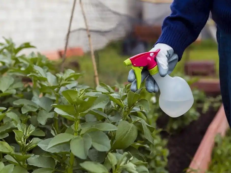 Rociar agua con vinagre en las plantas: para qué sirve y cuándo es un error hacerlo