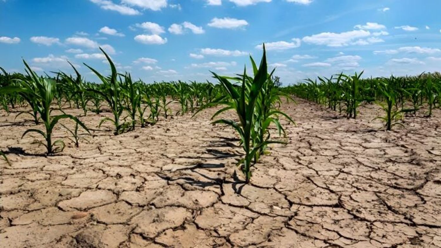 Por las lluvias, bajó la superficie con sequía pero en la provincia afecta a 50 municipios