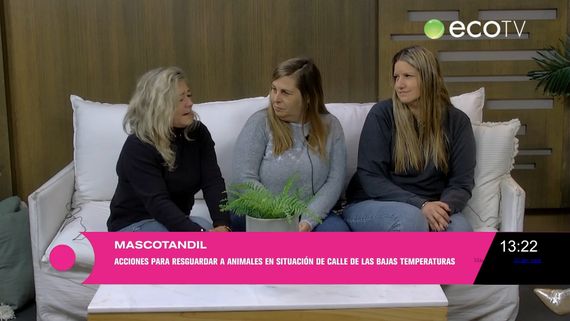 Ola de frío: cómo proteger a los animales en situación de calle
