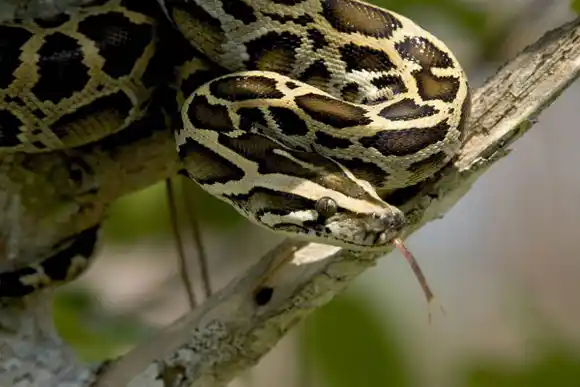 Serpiente con instinto maternal ¡IMPRESIONANTE!