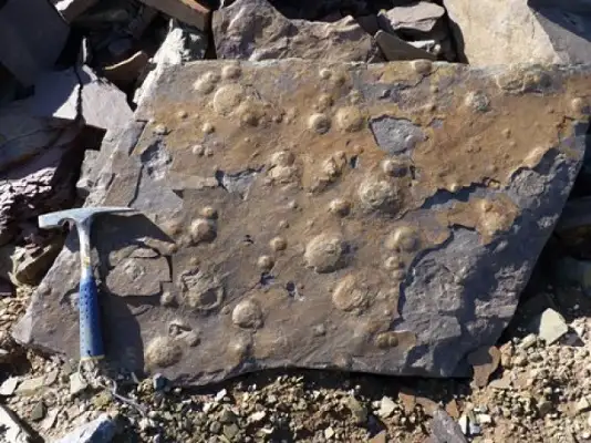 Geólogos encontraron una forma de vida de hace 545 millones de años