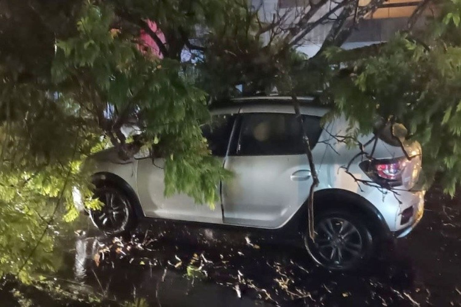 Cayó un árbol producto de las fuertes lluvias y causó daños en dos vehículos