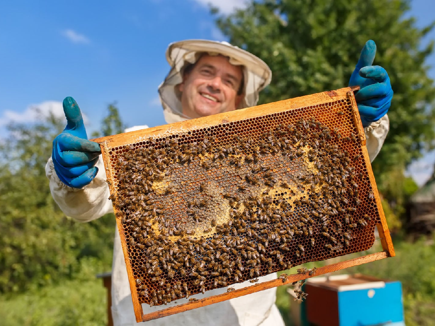 Las abejas: una ayuda para la seguridad alimentaria que ya no es gratis