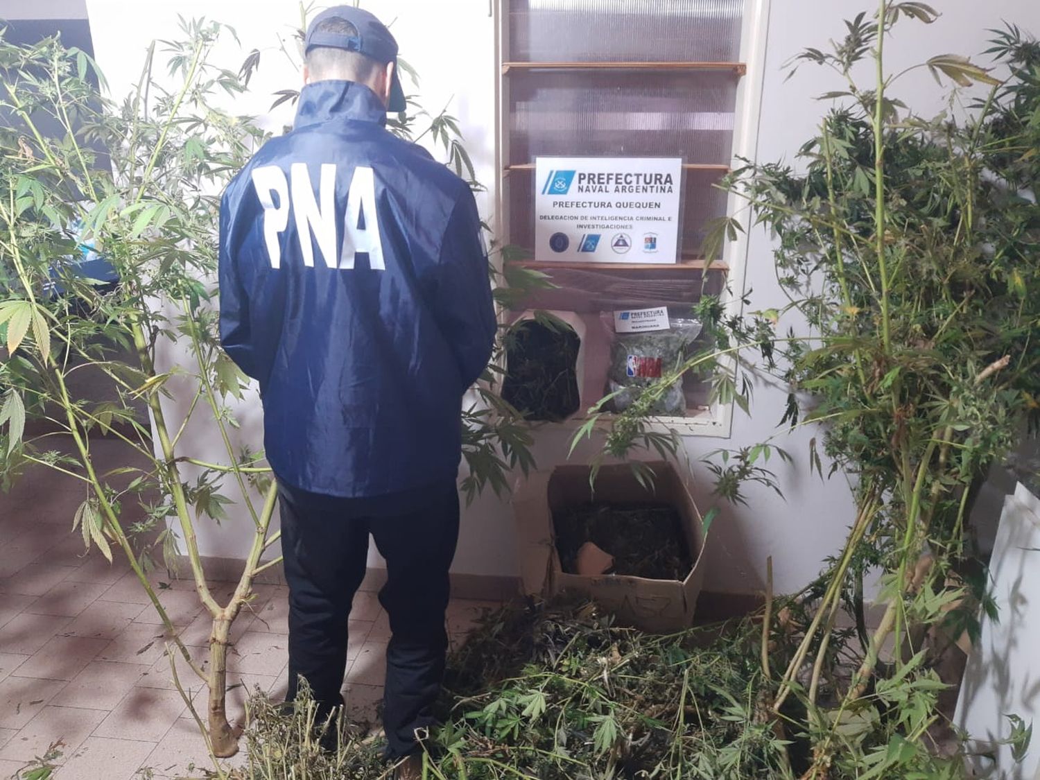 Los agentes de Prefectura incautaron plantas de marihuana en uno de los allanamientos