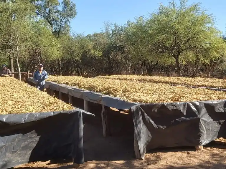Productores tienen listos 5.300 kilos de harina de algarroba para Nutrifor