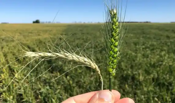 Lote de trigo con daño severo de heladas. en Carlos Tejedor.