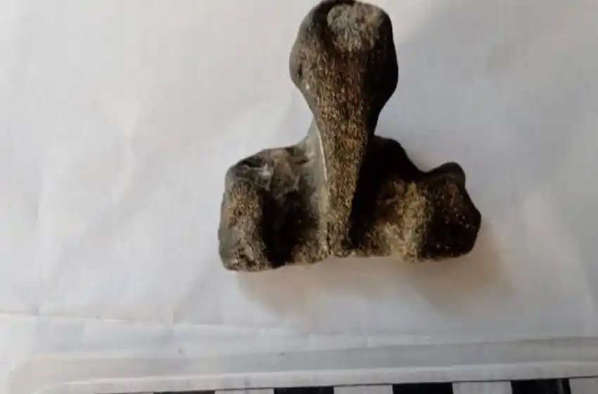 Hallan restos  fósiles de alrededor de 15.000 años en la zona de Punta Médanos