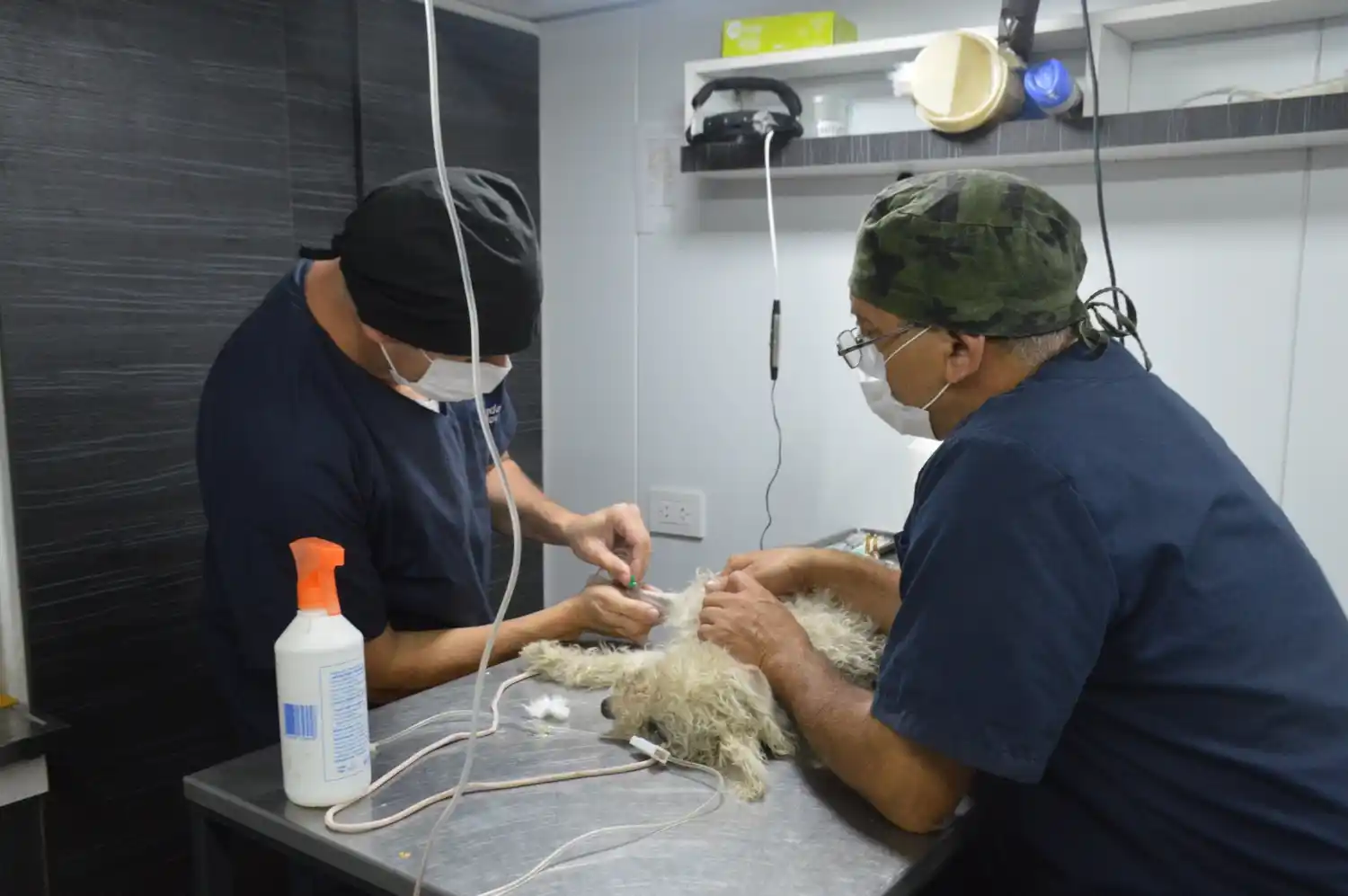 Castraciones del programa Orejas Verdes.