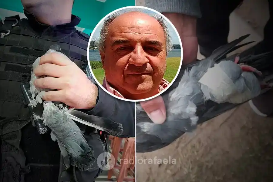 Las palomas en “el centro de la polémica” porque son ¿narcotraficantes?: "No es la primera vez que sucede"