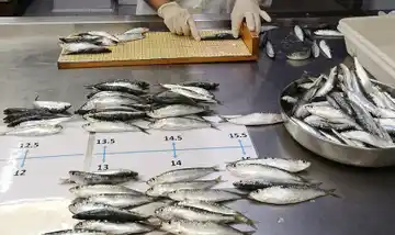 En 1971 se producían 16.000 latas con sardinas por día