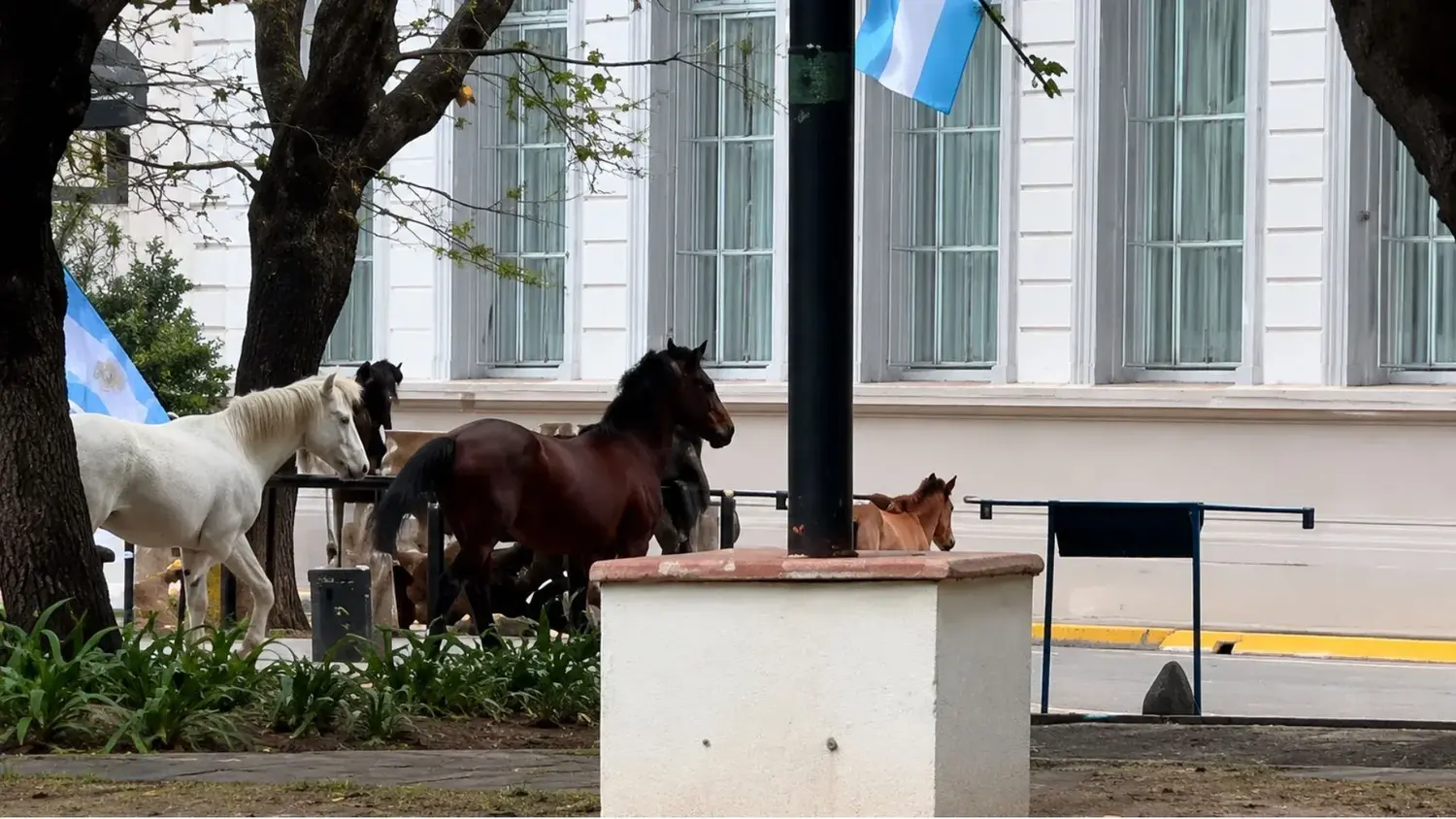Los caballos también fueron avistados en calle Pellegrini, frente a la Plaza Constitución.