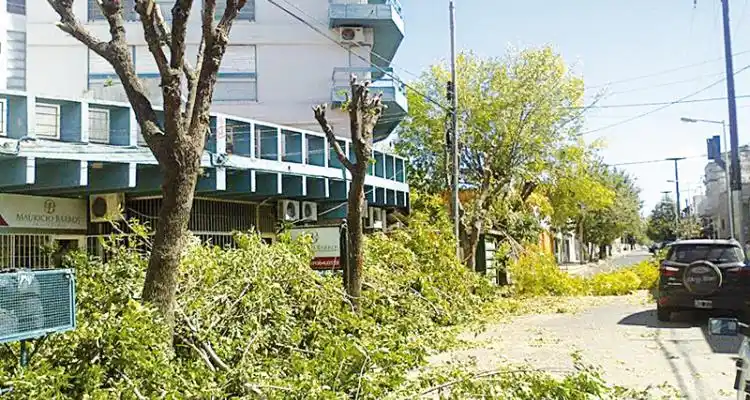En el edificio Paraná también podaron los árboles
